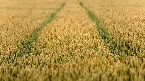 Grain field part 2