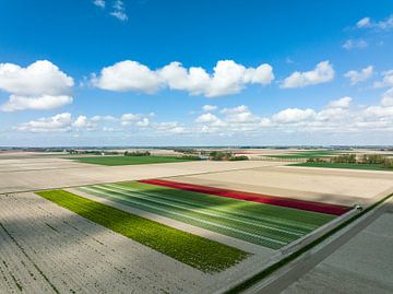 Tulips in agricutlural fields during springtime seen from above by Sjoerd van der Wal Photography