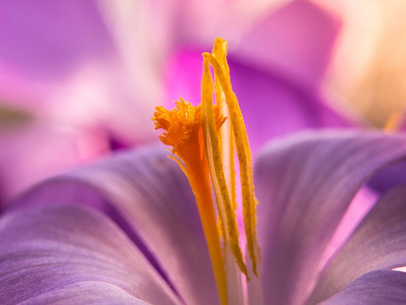 Krokus / Blume / Blütenblatt / Pistill / Natur / Licht / Orange / Gelb / Weiß / Rosa / Lila / Nahauf von Art By Dominic