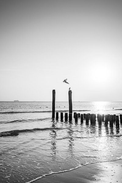 Mouette s'ébattant au-dessus des têtes de pieux dans un silence noir et blanc par Femke Ketelaar