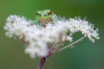 Laubfrosch von Samantha Rorijs
