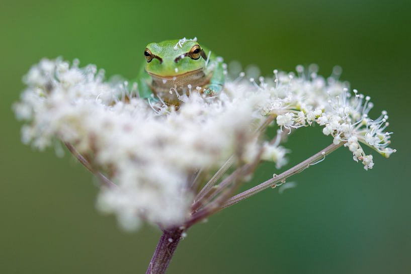 Boomkikker van Samantha Rorijs