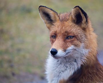 Fox portrait by Loes Fotografie