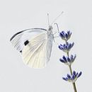 Schmetterling Weißling von Violetta Honkisz Miniaturansicht