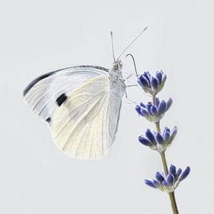 Schmetterling Weißling