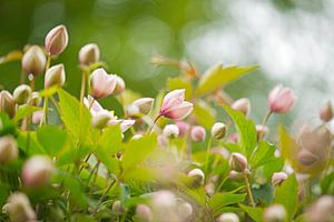 Frühling in meinem Garten