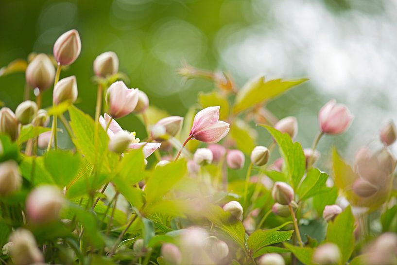 printemps dans mon jardin par Hanneke Luit