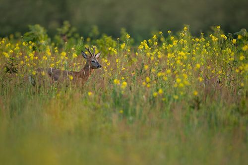 Reebok unter den Gelben