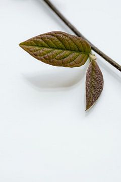 Anew II