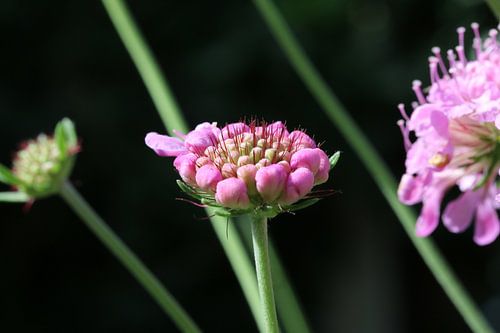 Uitgebloeid Duifkruid