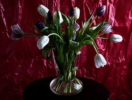 TULPEN  by ERIX VELD