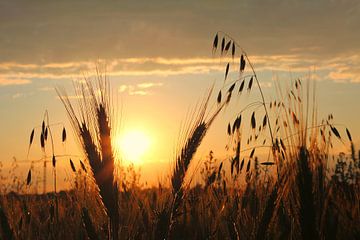 Sunset over the cornfield by SusaZoom
