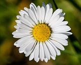 margrietje. van claes touber thumbnail