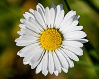 margrietje.