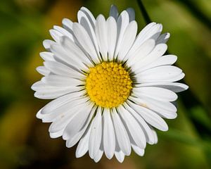 margrietje. van claes touber