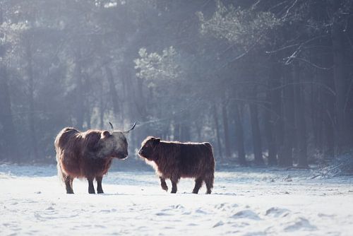 Schotse hooglander moeder met kalf in de sneeuw | winter | wildlife