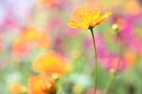 Orange chaud II