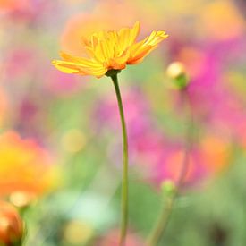 Warm orange II by Bianca Dekkers-van Uden