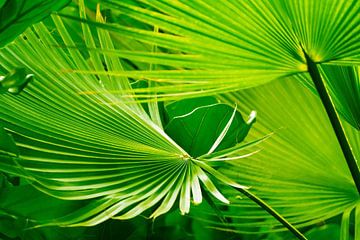 luminous palm leaf abstract by Dörte Bannasch