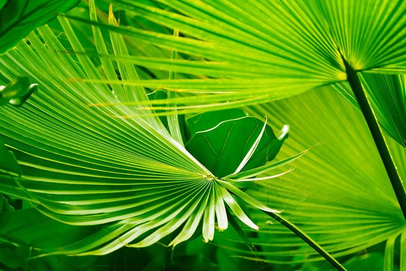 feuille de palmier lumineuse abstraite par Dörte Bannasch