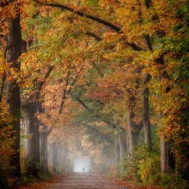 Cyclist in colourful autumn forest by Connie de Graaf
