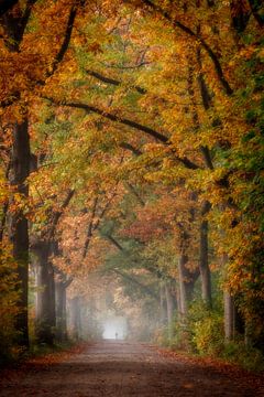 Fietser in kleurrijk herfstbos van Connie de Graaf