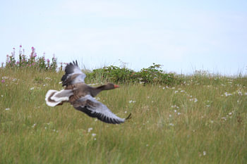 Greylag goose in flight
