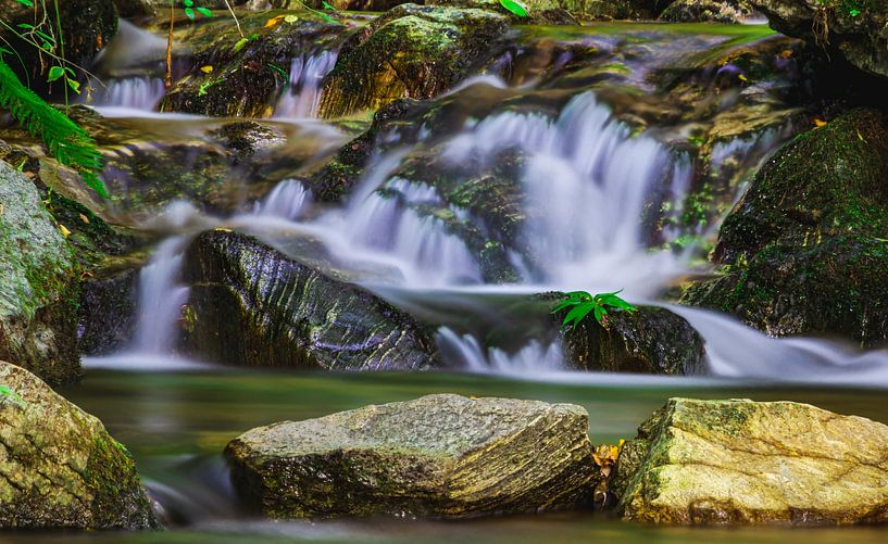 Small stream in the Black Forest by Hans-Bernd Lichtblau