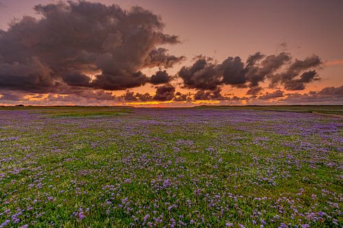 Der Slufter in Blüte