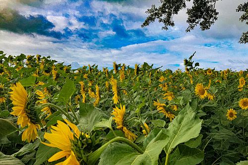 Tournesol
