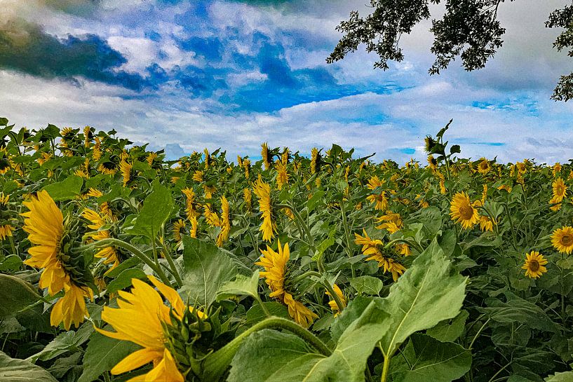 Sunflower by Truckpowerr
