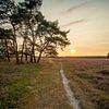 Chemin sur la lande fleurie au coucher du soleil sur la Bussumerheide sur Marianne Eggink - Photographie et l'art digitale