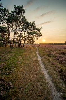 Weg durch die blühende Heide bei Sonnenuntergang auf der Bussumerheide