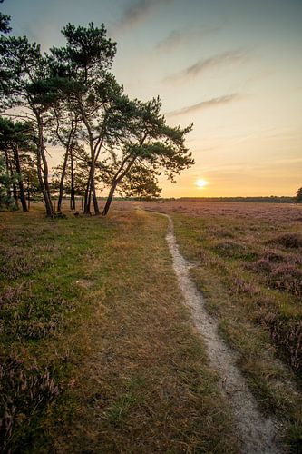 Path on the flowering heath at sunset on Bussumerheide