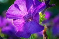 Petunia