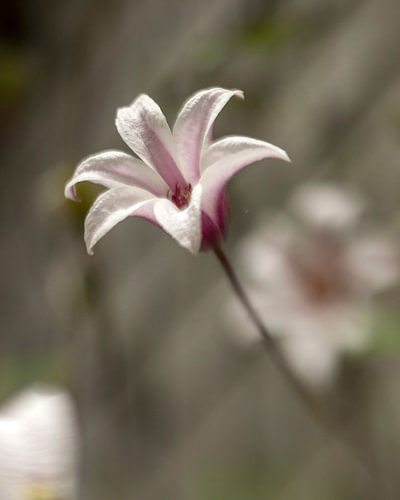 Clematis flower