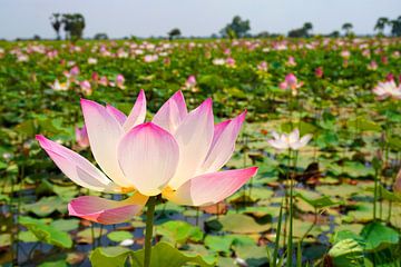 Bloei van de Lotus bloem, Cambodja