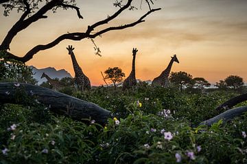 Giraffen bij ondergaande zon in Zuid-Afrika