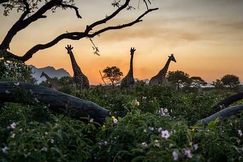 Giraffen bei Sonnenuntergang in Südafrika