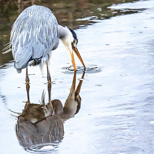Blauwe reiger ziet zijn/haar spiegelbeeld