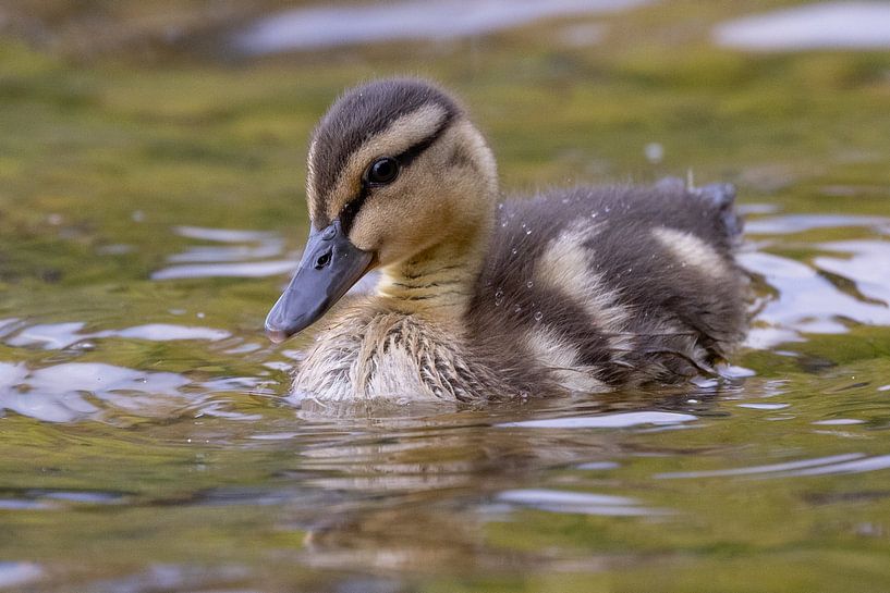 Ducklings by Andreas Müller