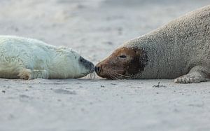 Mutter und Baby Kegelrobbe