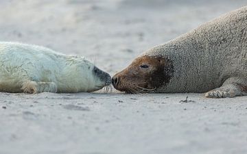 Moeder en baby Grijze Zeehond van Rob Kempers