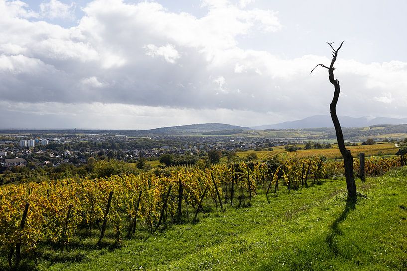 Les vignobles près de Molsheim (Alsace) au début de l'automne (4) par André Blom Fotografie Utrecht