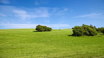 Groen gras in de zomer