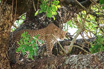 Leopard standing in tree by Simone Janssen