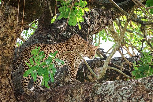 Leopard im Baum stehend