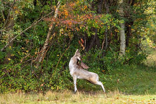 Damhert en een blaadje waardig gebaar
