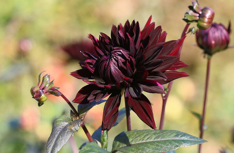 Dahlia Black Jack par Matthias Brix