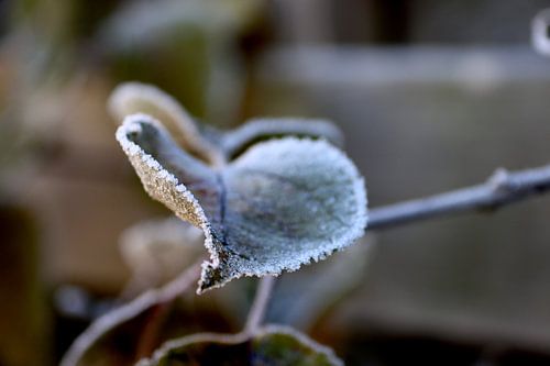 Frozen leaf